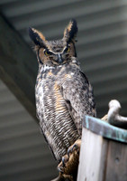 VINS Adopt-a-Raptor Program Portraits