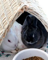 100806_ET_ABO_MSPCA_11