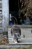 051201_ET_ABO_CATSTRETCH1
