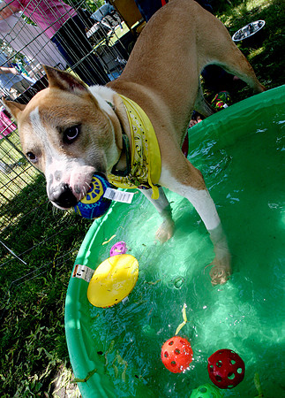 090530_ET_ABO_PITBULLPARTY_2