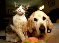 110603_ET_ABO_TRIPP_1