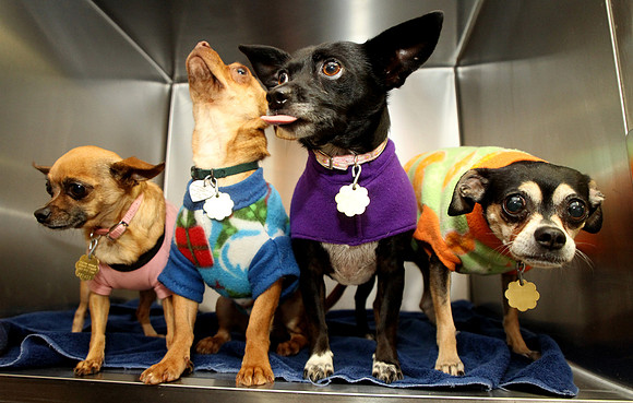 100409_ET_ABO_DOGGIES_1