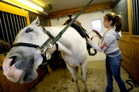 101006_ET_ABO_HORSE_2