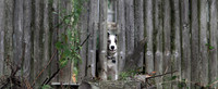 110802_ET_ABO_ATKDOGGY
