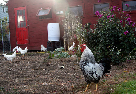 101020_ET_ABO_ROOSTER_1