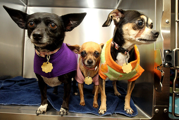 100409_ET_ABO_DOGGIES_5