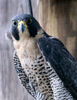 VINS raptor portraits - 2019