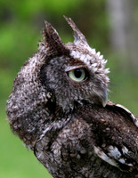 VINS Adopt-A-Raptor Program Portraits 2019