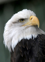 VINS raptor portraits