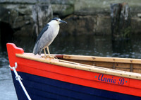 130618_GT_ABO_HERON_2