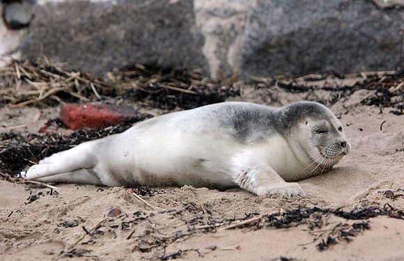120329_GT_ABO_SEAL_3