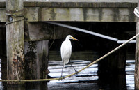 130618_GT_ABO_EGRET