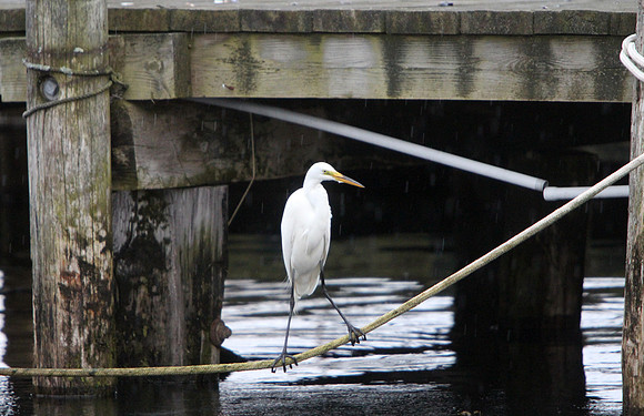130618_GT_ABO_EGRET