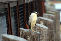 130618_GT_ABO_HERON_1