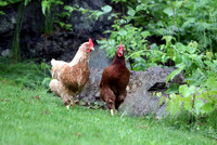 130614_GT_ABO_CHICKENS