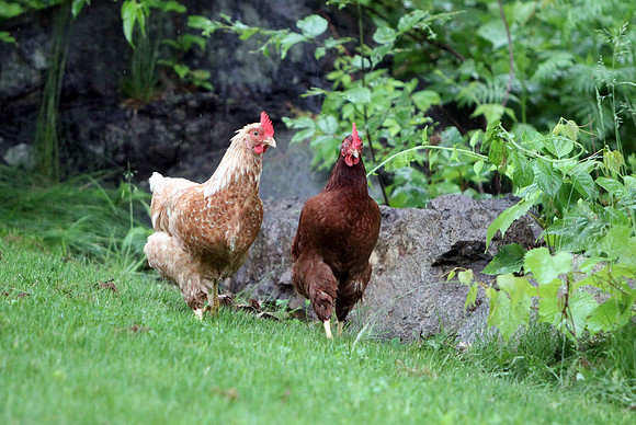 130614_GT_ABO_CHICKENS