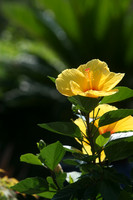 130522_CAM_ABO_JULYAUGGARDEN_14