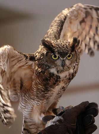 120808_GT_ABO_OWLS_3