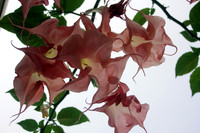 130522_CAM_ABO_JULYAUGGARDEN_27
