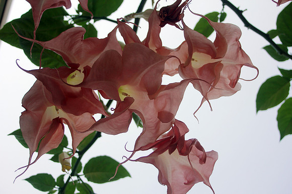 130522_CAM_ABO_JULYAUGGARDEN_27