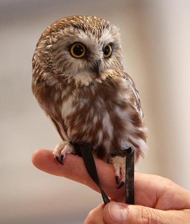 120808_GT_ABO_OWLS_6