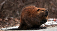 080201_ET_ABO_BEAVER_1