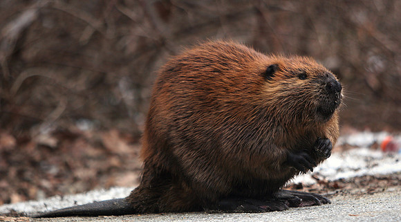 080201_ET_ABO_BEAVER_1