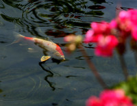 130522_CAM_ABO_JULYAUGGARDEN_1