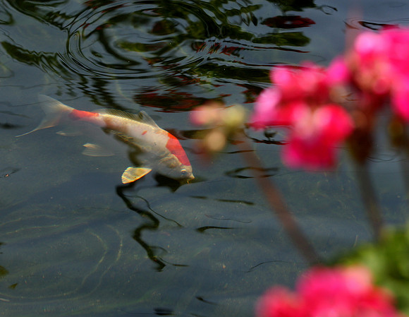 130522_CAM_ABO_JULYAUGGARDEN_1