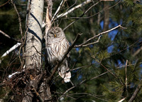 080116_ET_ABO_BARREDOWL_1