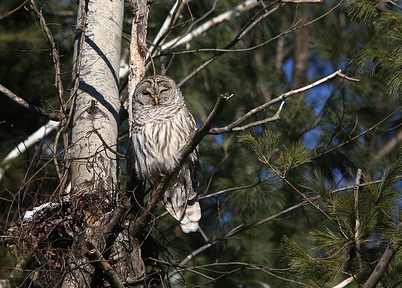 080116_ET_ABO_BARREDOWL_1
