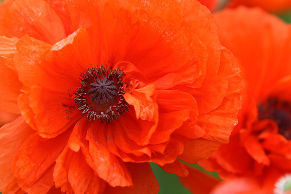 070531_ET_ABO_POPPY