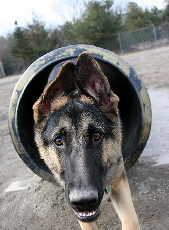 060221_ET_ABO_DOGGY1