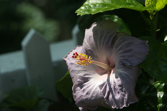 130522_CAM_ABO_JULYAUGGARDEN_3