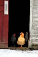 060103_ET_ABO_CLUCK