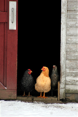 060103_ET_ABO_CLUCK
