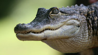 070802_ET_ABO_TRAVELZOO_2