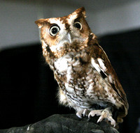 080424_ET_ABO_RAPTORS_1