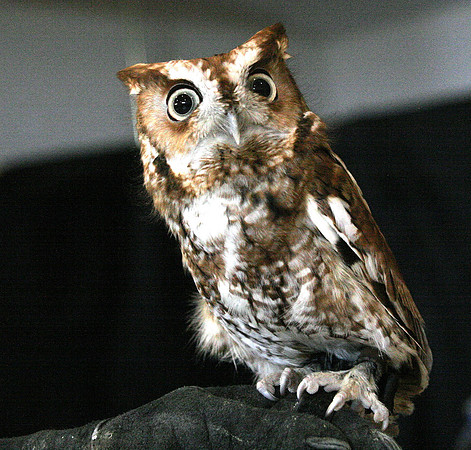 080424_ET_ABO_RAPTORS_1