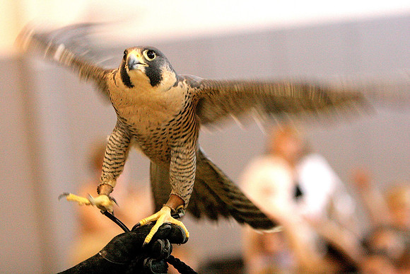 080424_ET_ABO_RAPTORS_2