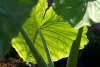 130522_CAM_ABO_JULYAUGGARDEN_2