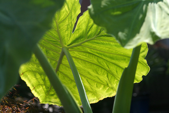 130522_CAM_ABO_JULYAUGGARDEN_2