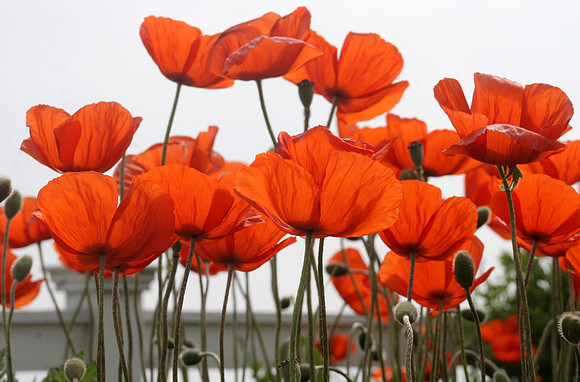 poppies022.JPG