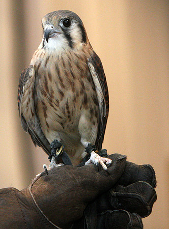 120808_GT_ABO_OWLS_4