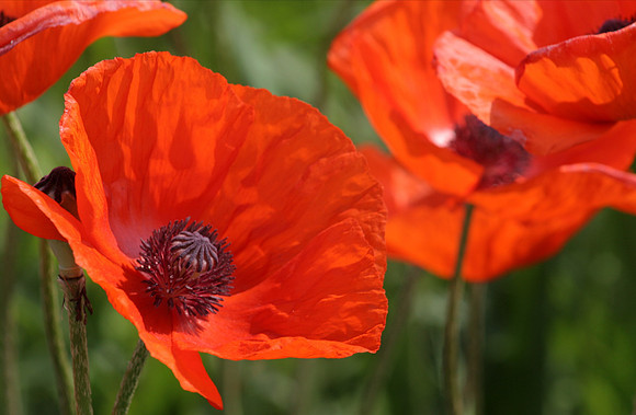 poppies014.JPG