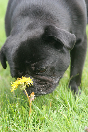 050509_ET_ABO_PRINCESSPUG