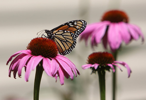 120705_GT_ABO_ROCGARDENS_1