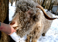 090103_ET_ABO_WOOL_15