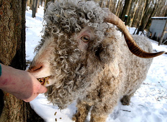 090103_ET_ABO_WOOL_15