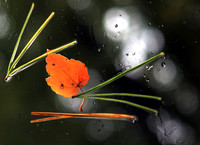 071012_ET_ABO_LEAFSTILLLIFE
